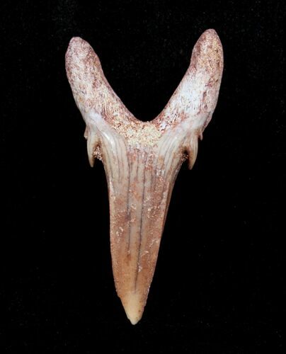 Carcharias (Extinct Sand Tiger) Shark Tooth - Eocene #3420